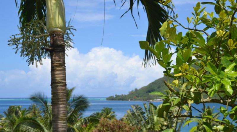 Te Fare Hinahei Moorea Exterior photo